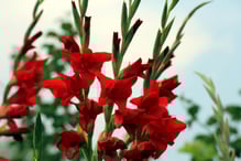 gladioli-3595251_1920